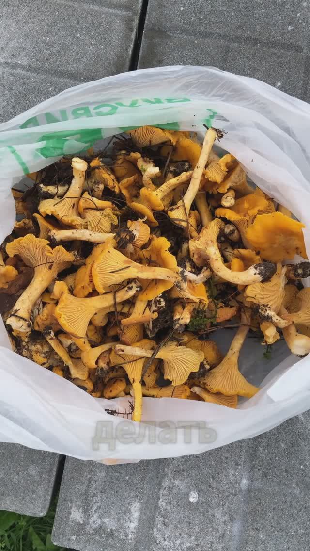 КУЧА ЛИСИЧЕК | ГРИБЫ | ЛЕТО | ЛЕС 🍄🟫🌲#mushroom #shorts #лето #грибы #лисички #лес #тихаяохота