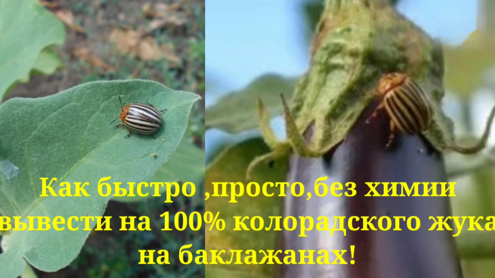 Самый эффективный способ борьбы с колорадским жуком на баклажанах!🍆 ПРОСТО,БЫСТРО,ЛЕГКО,Без химии! смотреть онлайн