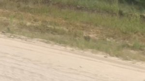 Мопеды сериал | Серия 1271