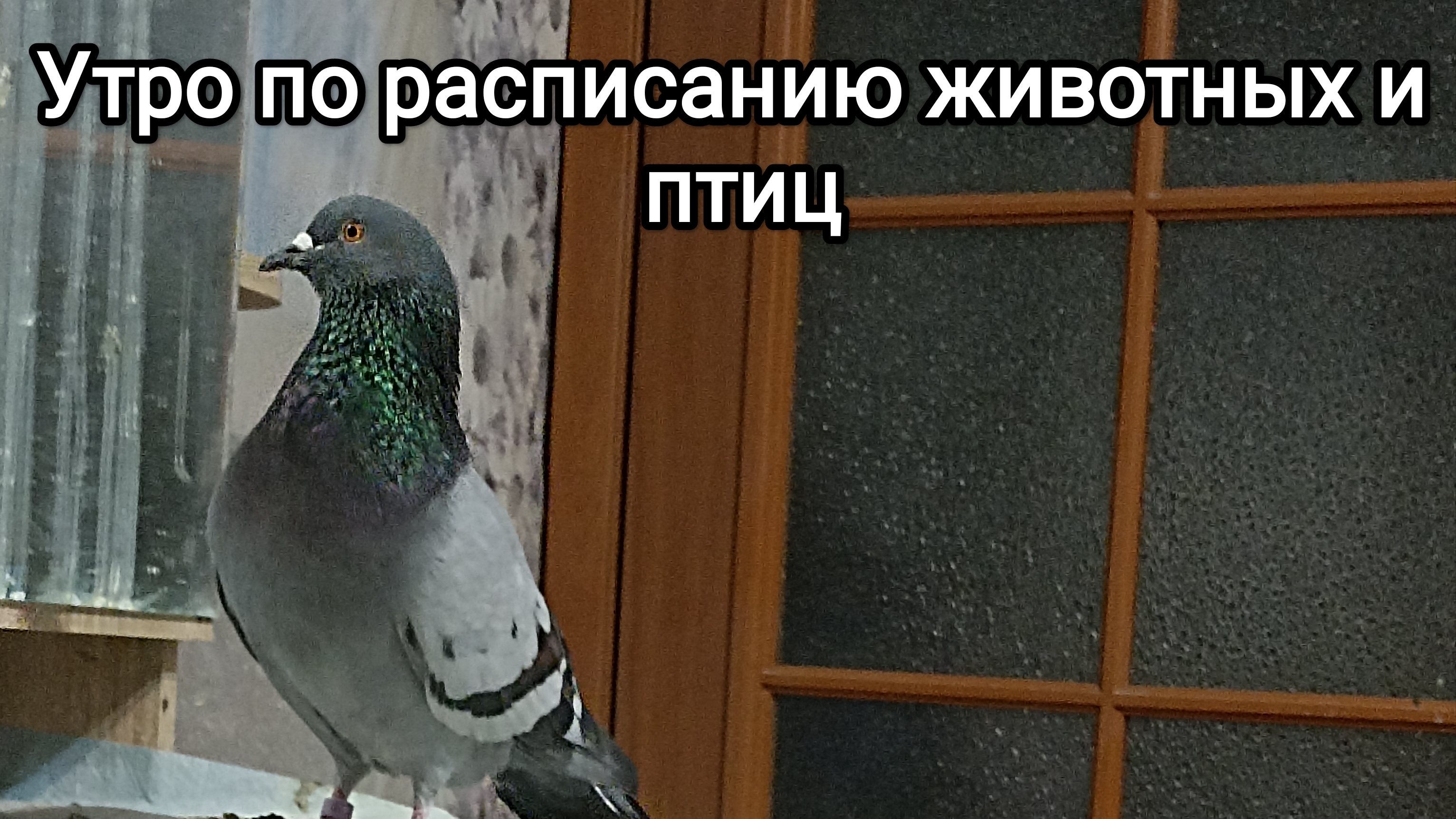 05-08-2025. Утро по расписанию животных и птиц.