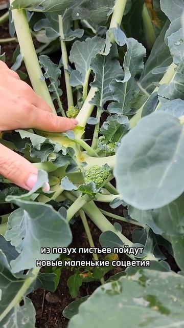 Брокколи. Не спешите убирать стебли и корни после срезки смотреть онлайн