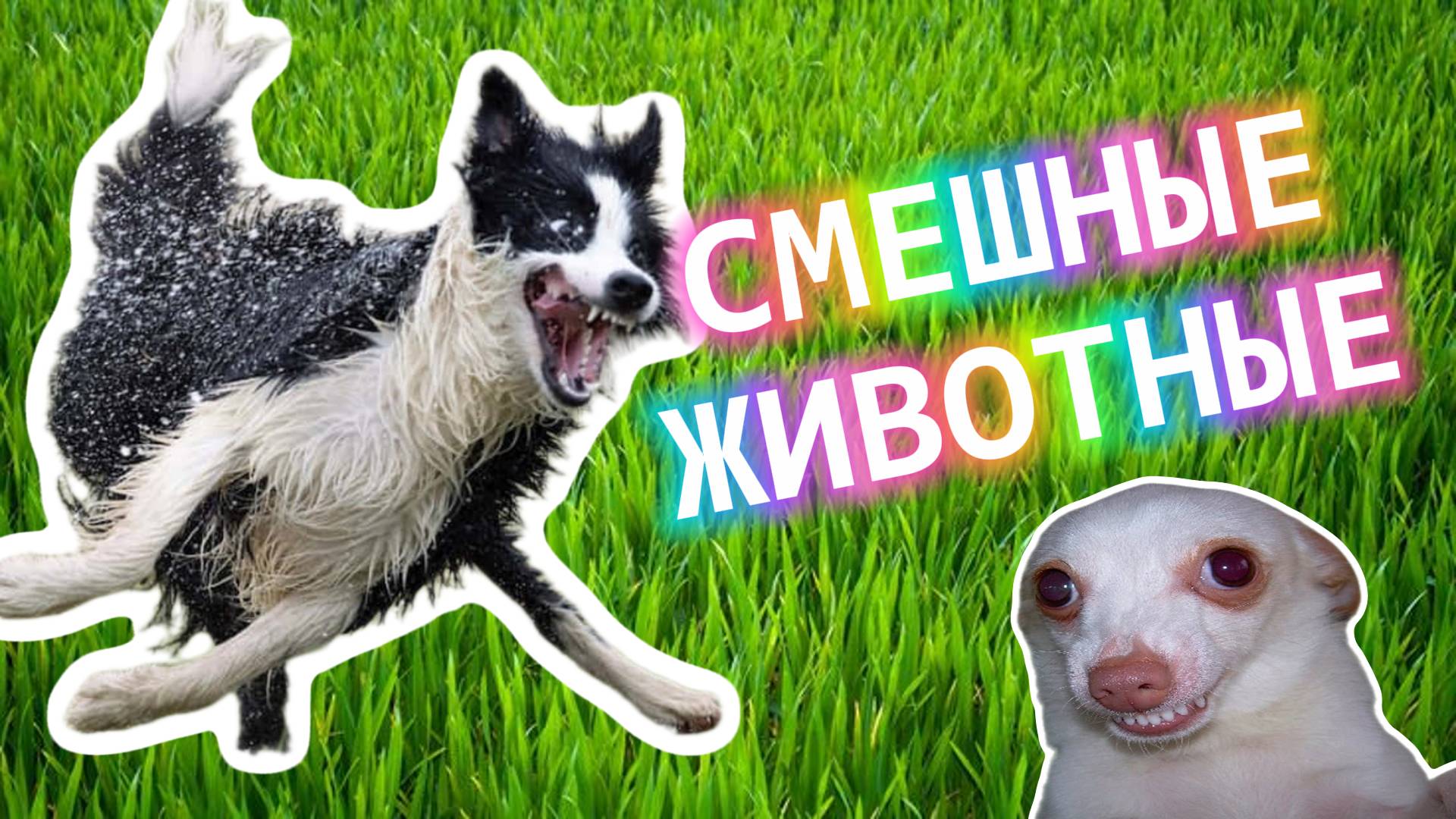 🦄 Смешные животные: Забавное слайд-шоу | Весёлые питомцы 🐱 смотреть онлайн