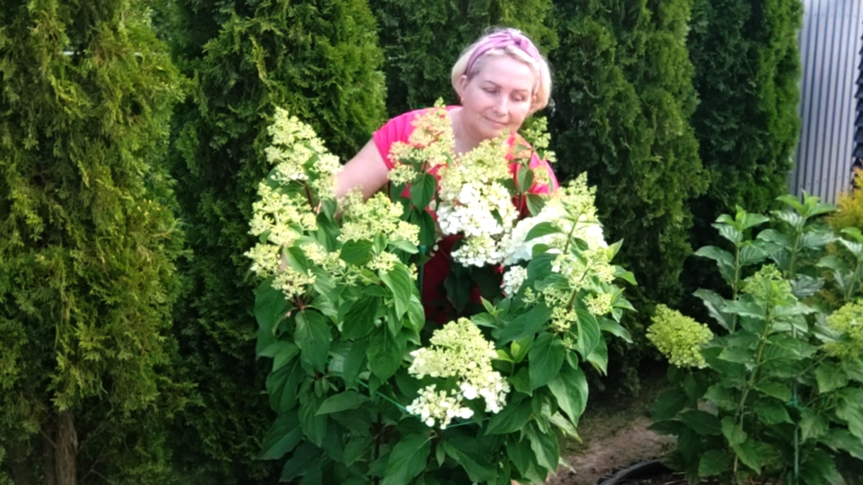 Гортензия не цветет несколько лет ,подскажу и научу как добиться цветения . смотреть онлайн