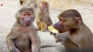 Тося и Маня погнали Стёпку, а потом подрались! Ни стыда ни совести- это про гамадрилов! Тайган