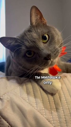 Несколько последних треков от котинет "super nemes"&"kotiynet"