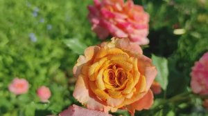 НЕ ГОНЯЙТЕСЬ ЗА НОВИНКАМИ РОЗ, ЧТОБЫ ПОТОМ НЕ ПОЛУЧИТЬ РАЗОЧАРОВАНИЕ!  СОРТА РОЗ #цветы  #сад #розы