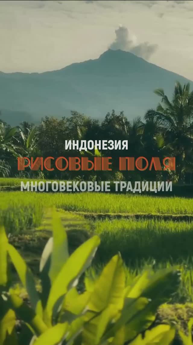Рисовые поля Индонезии