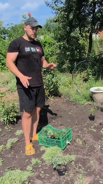 Расстояние посадки саженцев хвойных смотреть онлайн