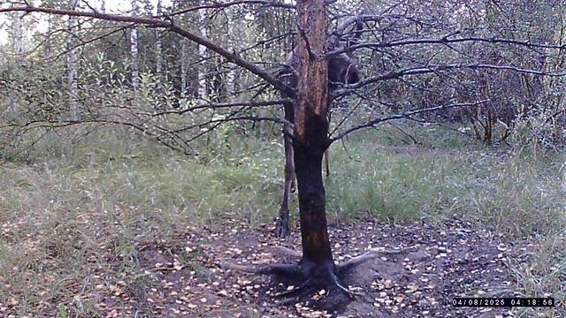 Фотоловушка. И снова лось смотреть онлайн