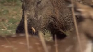 Вот как КАБАН отвечает обидчикам! Дикая свинья и ее главные враги.