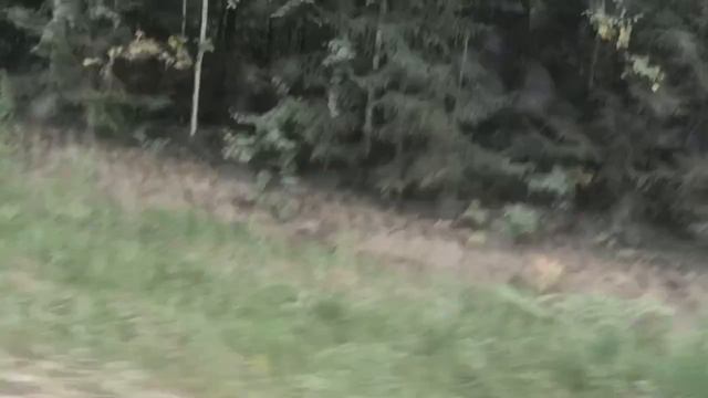 Мопеды сериал | Серия 1240