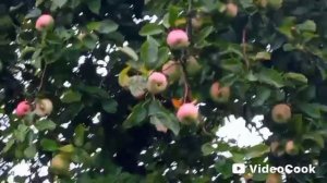 Обрабатываем яблоки