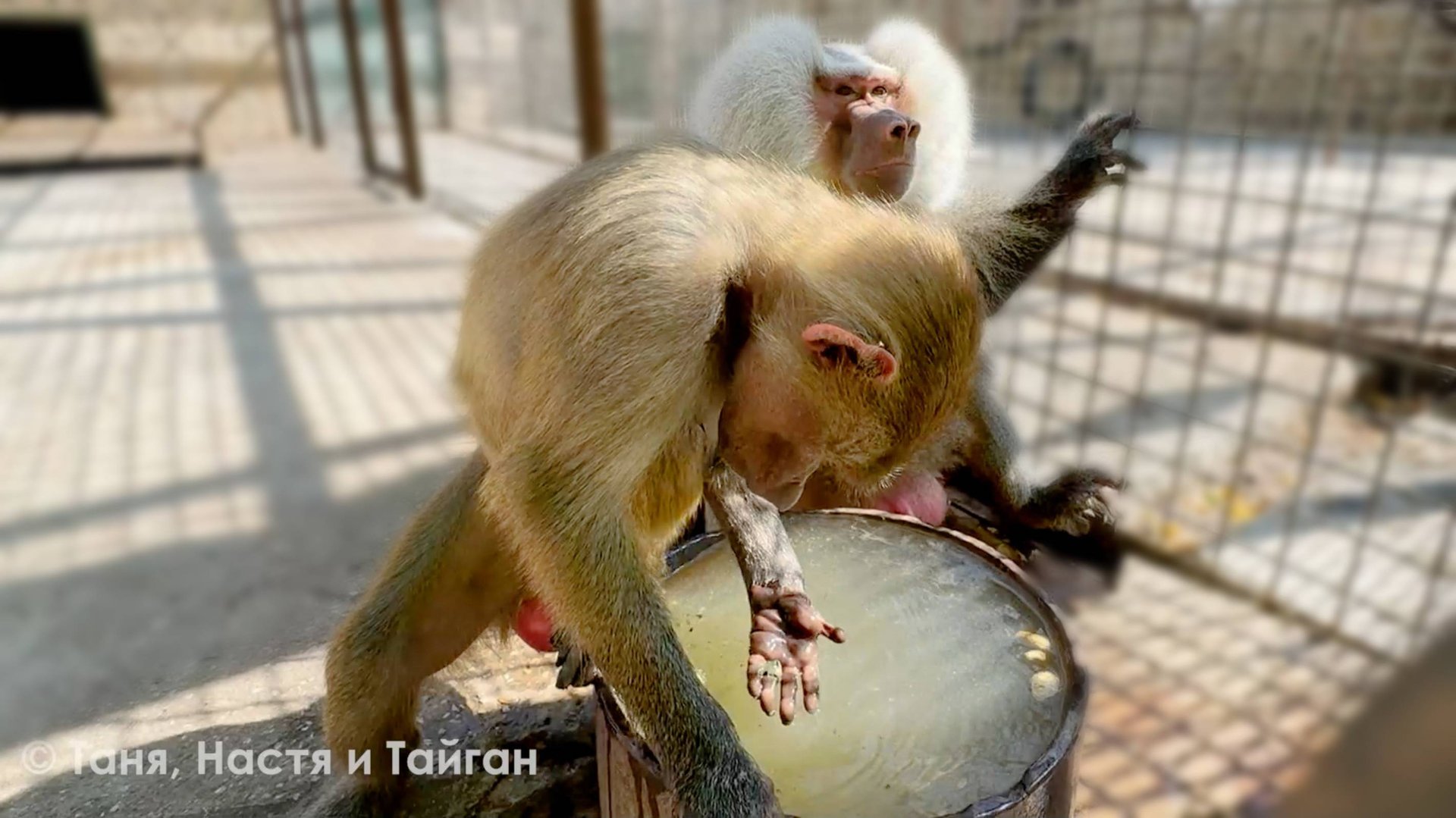 Лида, ты должна родить первой! Люся пленила Елисея - теперь целиком и полностью! Гамадрильи страсти) смотреть онлайн