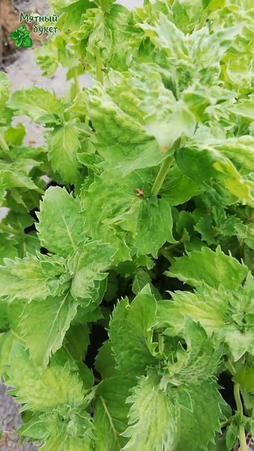 Красивая мята Чай с бергамотом