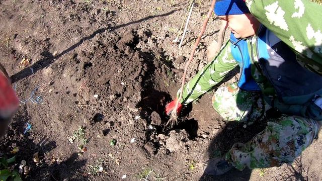 Правильная посадка штамбовой розы! смотреть онлайн