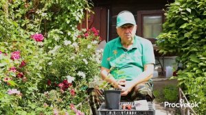 ЕСЛИ ЧЕРЕНКОВАТЬ РОЗЫ, ТО ТОЛЬКО ТАК! Приживается 95% черенков без лишних хлопот