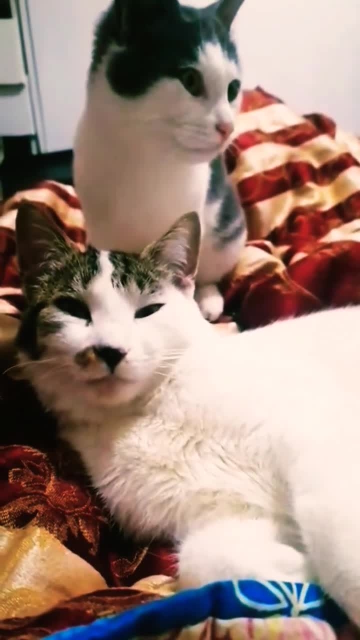 Лучше всего, не работать!😁😻 Юмор с животными. смотреть онлайн