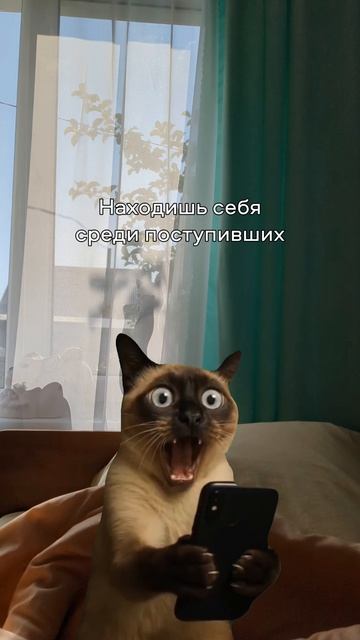 Показываем на котиках наших абитуриентов 🐈 смотреть онлайн