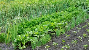 Посадки в августе!!! Какие овощи успеют созреть до заморозков.