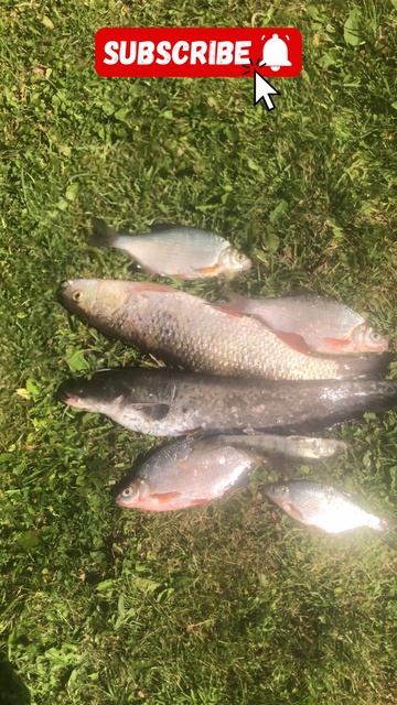 УДАЧНЫЙ УЛОВ | РЫБАЛКА | ГОЛАВЛЬ | СОМ🎣👉 #рыбалка #fishing #рыбак #сом #catfish #река #донка #лето