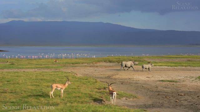 Африка смотреть онлайн