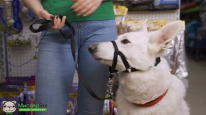 Недоуздок (халти) для собак