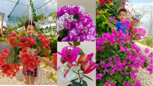 Обзор бугенвиллии в нашем питомнике