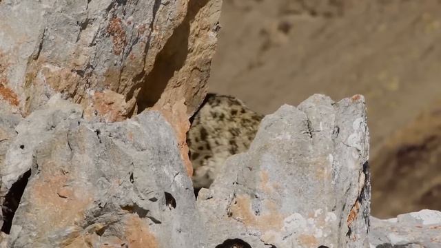 Этот Баран Летает над Пропастью! Бхарал – покоритель Гималайских вершин!