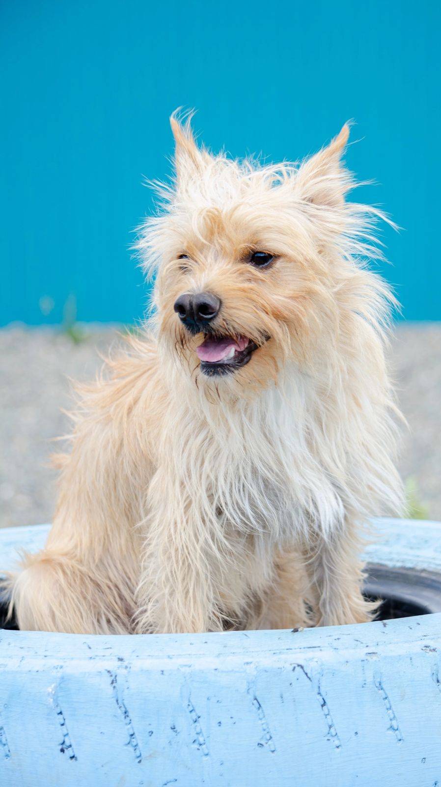 Собака в добрые руки. Жетем из приюта