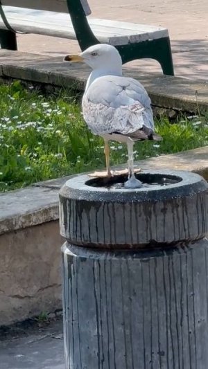 всем жарко #shorts