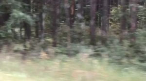 Мопеды сериал | Серия 1264