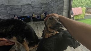 КАК В ДОНЕЦКЕ СПАСАЮТ ДОМАШНИХ СОБАК, БРОШЕННЫХ НА ПРИФРОНТОВЫХ ТЕРРИТОРИЯХ ИЗ-ЗА БОЕВЫХ ДЕЙСТВИЙ.