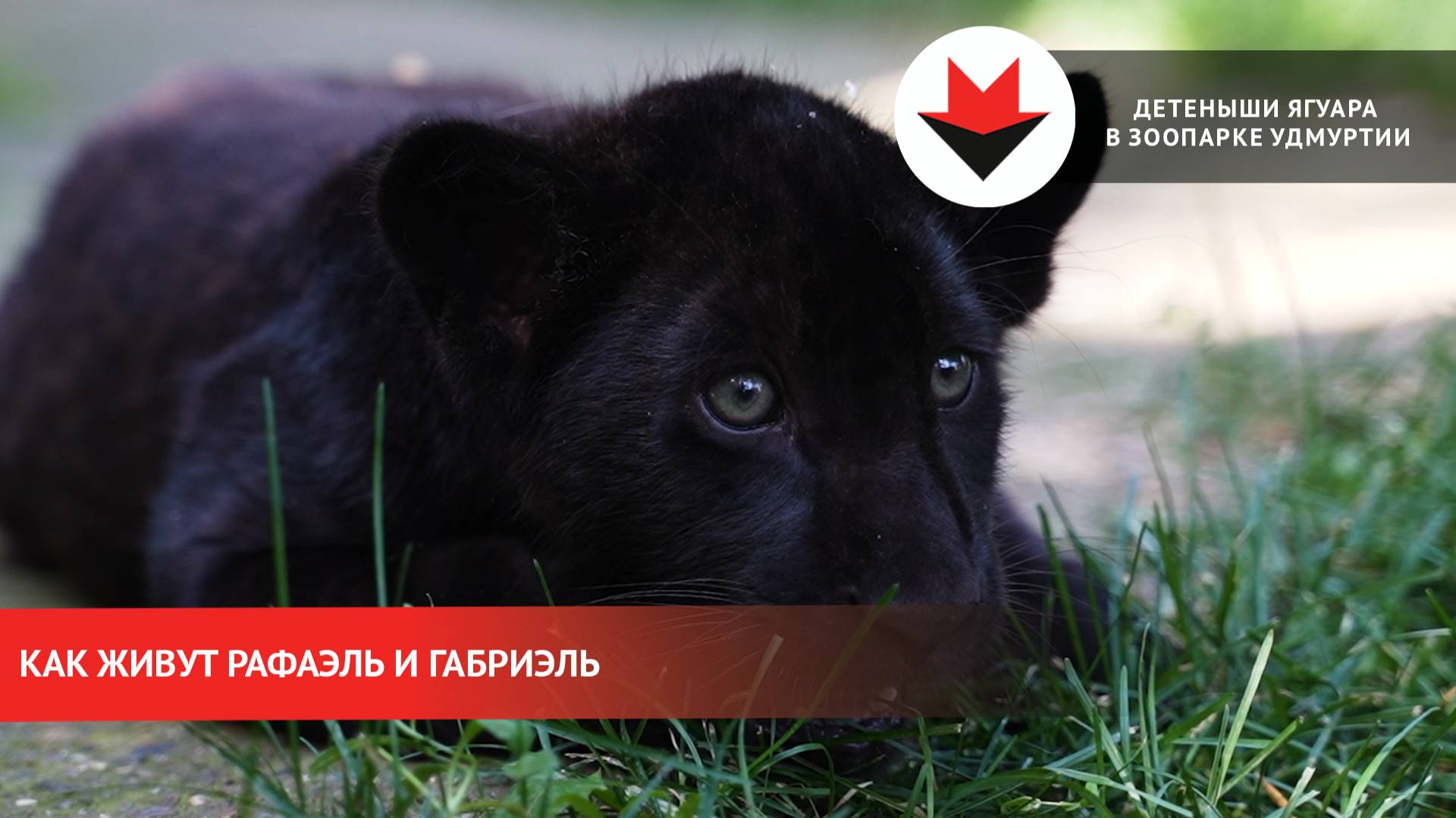 Как живут малыши-ягуары в зоопарке Удмуртии