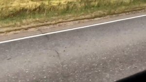 Мопеды сериал | Серия 1260