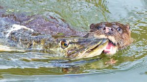 Нападает на ПТИЦ, РЫБУ и даже ЗМЕЙ! Речная выдра – Свирепый и Бесстрашный ХИЩНИК!