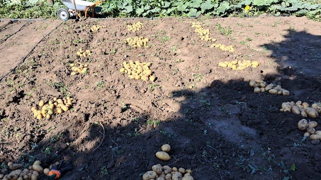 По своему красиво! Кортофель Сынок..! иии высадила клубничку! смотреть онлайн