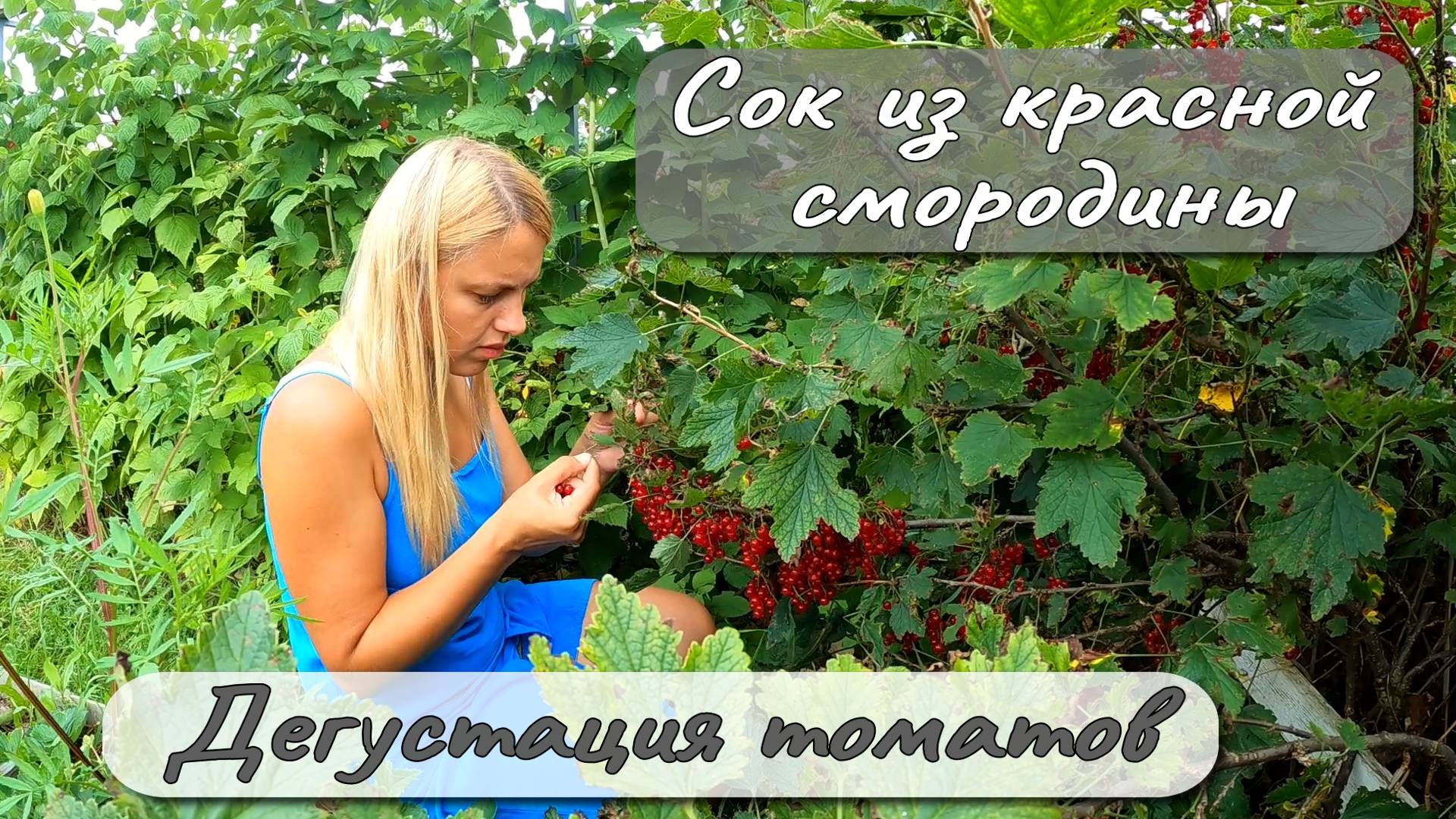 СОК ИЗ КРАСНОЙ СМОРОДИНЫ ДЕГУСТАЦИЯ ТОМАТОВ смотреть онлайн