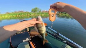 ОКУНЬ КРУПНЕЕ ЩУКИ! Таких ловить ЭТО СЧАСТЬЕ! Рыбалка на спиннинг.