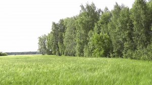 Сбор грибов.Август 2025 г.