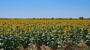 Дорога на море 2025