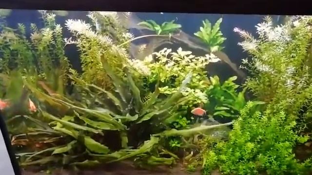 Аквариум с травой от Аквастекло