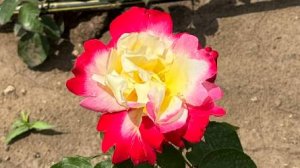 Знакомство с природой Кисловодска