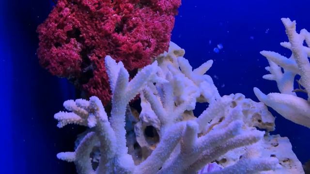 Обслуживание аквариума, оперативный выезд: https://akvasteklo.ru/siervisnoie_obsluzhivaniie