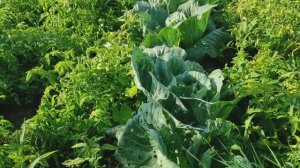 ОГОРОД на ЮГЕ в СЕРЕДИНЕ ЛЕТА. ПОМИДОРЫ, КАПУСТА, КАБАЧКИ #огород #овощи #помидоры #капуста #зелень