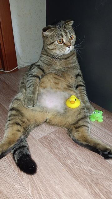 НОВЫЙ КОШАЧИЙ ТРЕНД?💥😏😹#cat #кот #юмор #tishaandalex  #приколы #цитаты