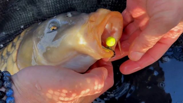 Carptoday Baits . Ловля Карпа ранней весной . Водоем РСК Камень 🔥