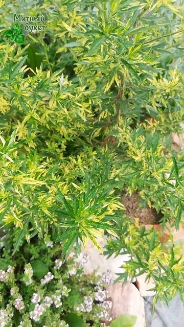 Полынь Жанлим