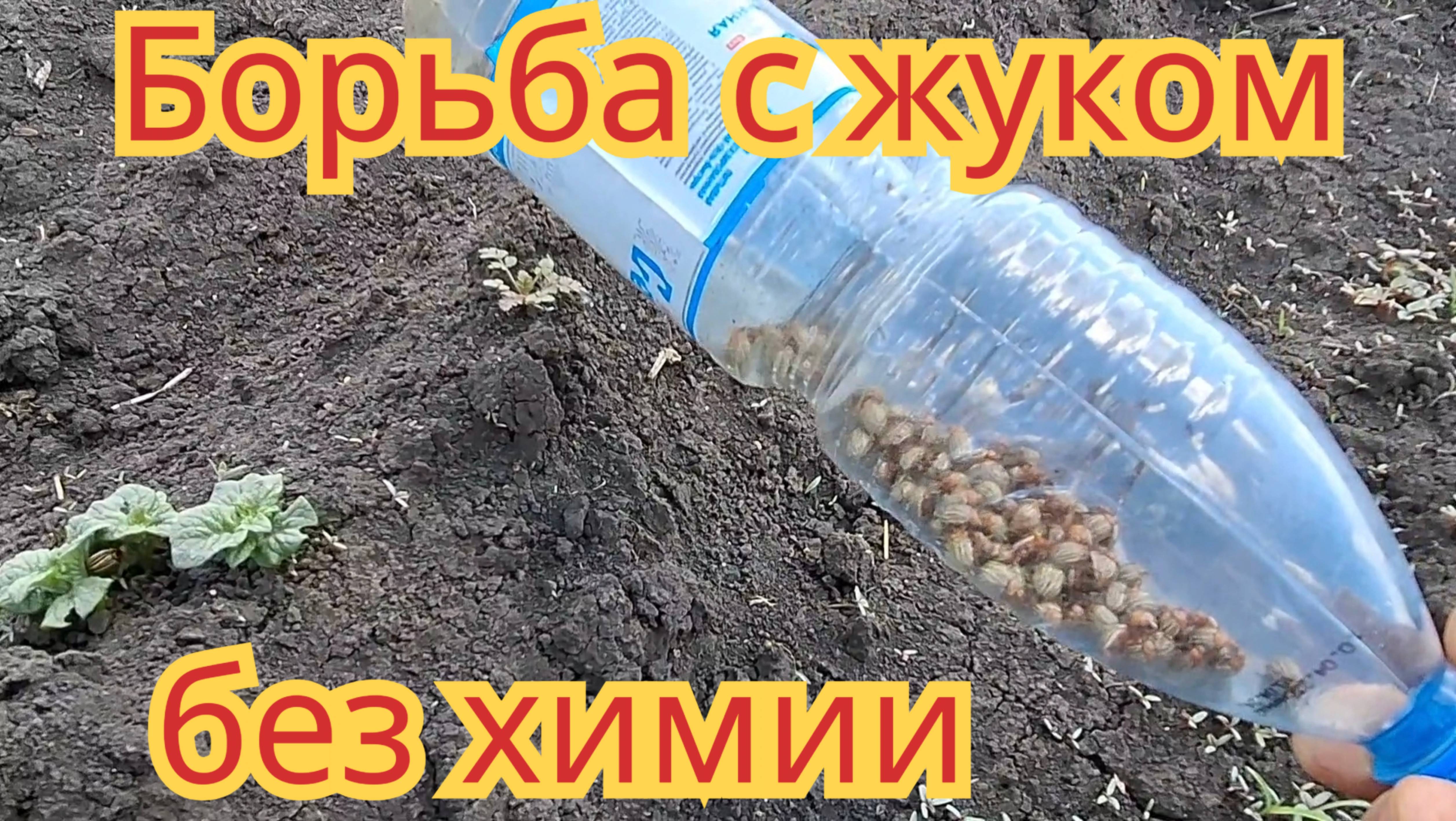 Как избавиться от колорадского жука на своём участке, без химии, стопроцентный рабочий способ. смотреть онлайн