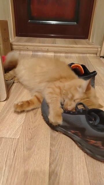 Феликс и мои кросовки