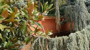 Сад Подворья Свято - Троицкой лавры. Дивноморское.